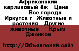 Африканский карликовый ёж › Цена ­ 6 000 - Все города, Иркутск г. Животные и растения » Другие животные   . Крым,Джанкой